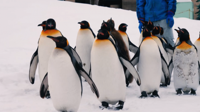 旭山動物園の冬季限定ペンギンの散歩